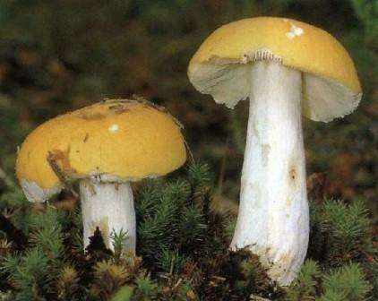  - Russula daroflava (Russula flava)